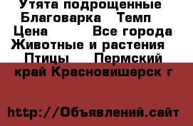 Утята подрощенные “Благоварка“,“Темп“ › Цена ­ 100 - Все города Животные и растения » Птицы   . Пермский край,Красновишерск г.